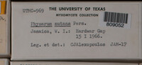 Physarum nutans image
